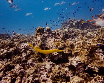 Diving