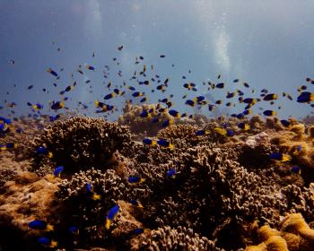 Diving