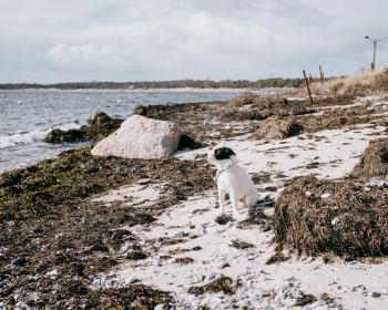 A small black & white Terrier sitting on the beach, sniffing into the wind, ears back, with a contemplating look in his eyes.
