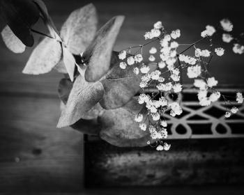An artsy-fartsy black and white shot of a few small white flowers and grey leaves.