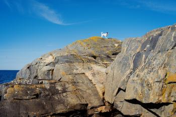 A colour photo of Kalle, the terrier, standing atop a rock near the sea on a beautiful, clear spring day.