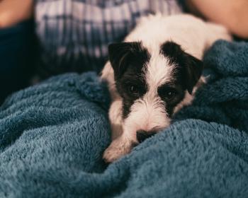 A colour photo of our rather cute Terrier dog, Kalle, in the lap of my wife who's reading. He's looking.relaxed and a bit tired, but also curious about what the photographer is doing.