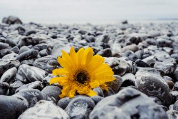A sunflower, among the flintstone pebbles on the beach of Rügen outside Sassnitz. The sunflower is bright yellow and the rest is essentually black and white, though there is no selective color filtering going on.