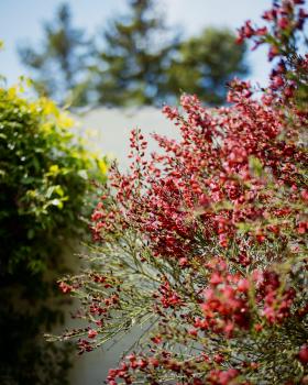 A mass of small red flowers, a white wall and some tree branches faintly visible in the background due to the short depth of field.