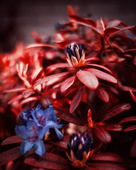 An Aerochrome processed plant, purple flowers on reddish leaves, with short depth of field. It's very colorful and bit eerie.