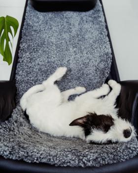 Kalle, the russel terrier, sleeping in one of the office armchairs.