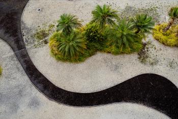 A dark walking path snaking by a few palm trees, seen from above