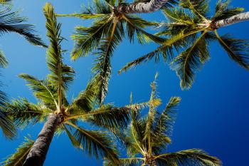 Palm trees agains the sky, from below