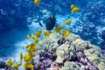 A school of yellow tang fish over some coral, snorkling at Two-Step beach