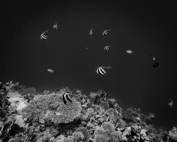 Wine Dark Sea