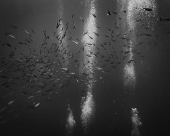 Wine Dark Sea