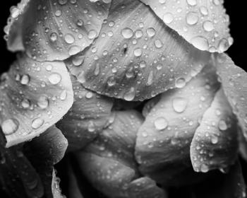 B&W photo of raindrops on flower petals