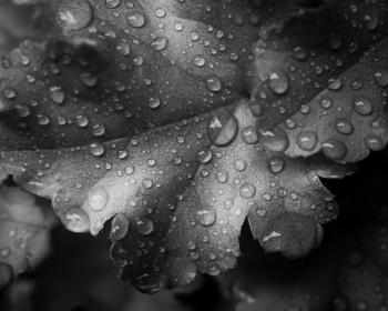B&W photo of raindrops on leaves