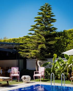 A pair of pink chairs in front of a coniferous tree of some kind