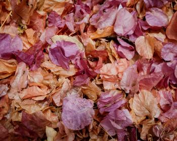 Dried leaves; colours and patterns