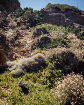 Typical Mediterranean grasses and bushes