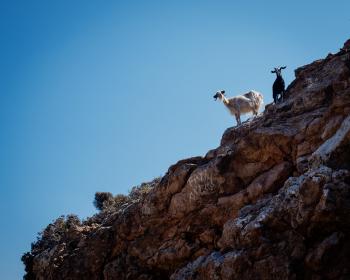 A couple of mountain goats looking out over the cliff