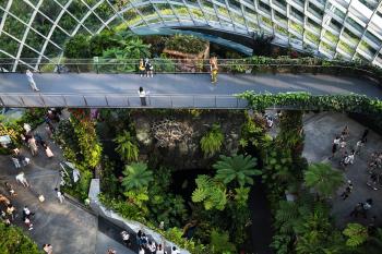 Cloud forest walkway