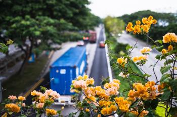 Flowers on an overpass, with traffic in the background