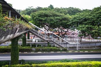 An overpass with greenery