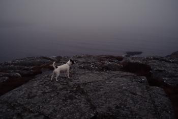 A foggy morning walk by the harbour