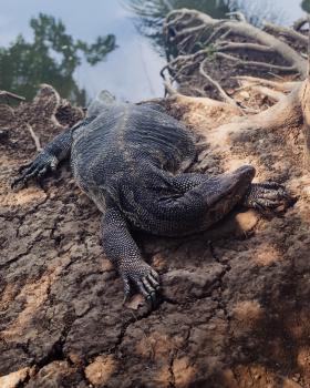 A fairly chonky monitor lizard chilling in the park